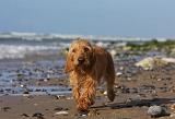 BASSET FAUVE DE BRETAGNE 074